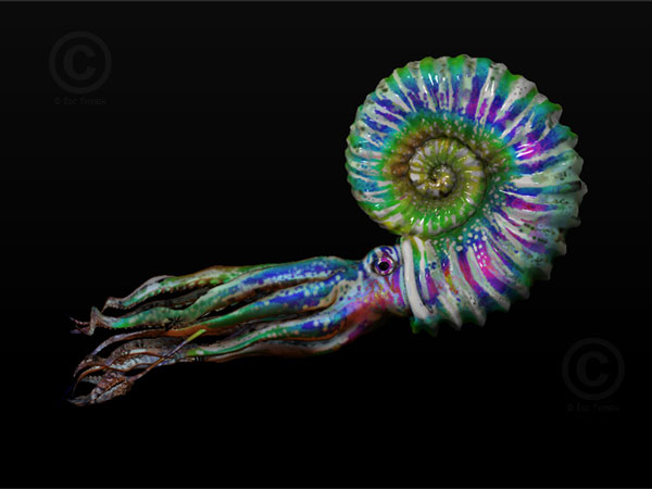  - Ammonite-by-Eric-Thorsen-9