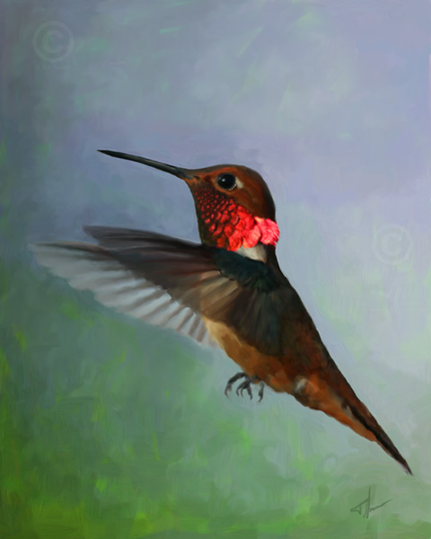 Rufous Hummingbird