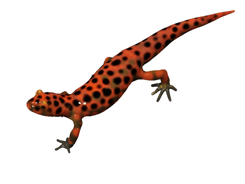 Bronze Salamander w/ Colorful Patination