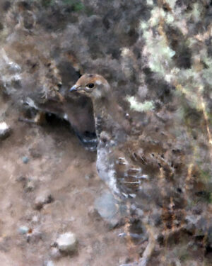 Grouse Camo