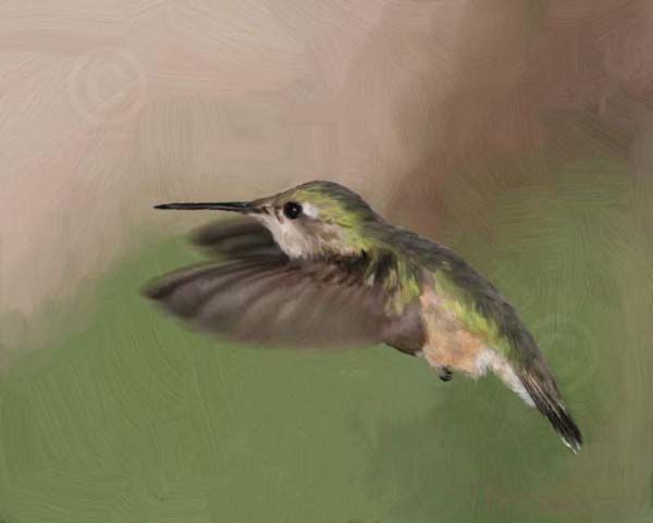 Calliope Hummingbird #2