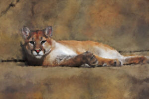 Cougar
