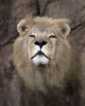 African Lion