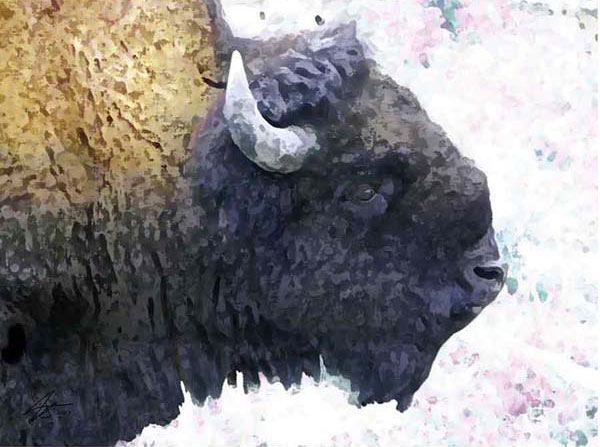 Bison
