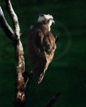 Art print of an osprey perched on a branch