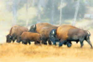 Bison Herd