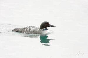 Morning Loon