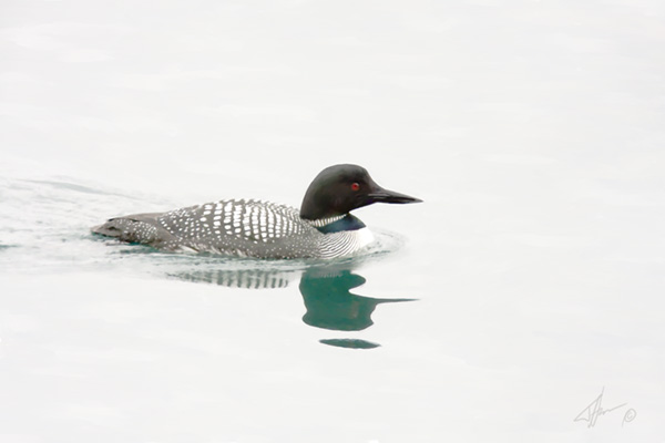 Morning Loon