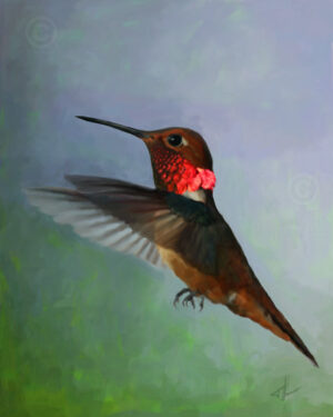 Hummingbird - Rufous Male