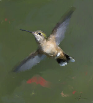 Hummingbird - Calliope Female