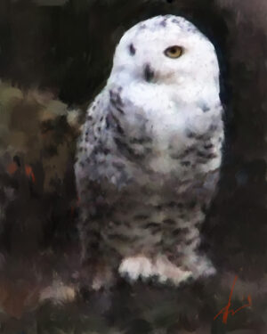 Art print of a snowy owl against a dark background