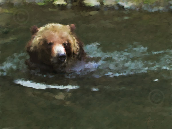 Bear Swimming