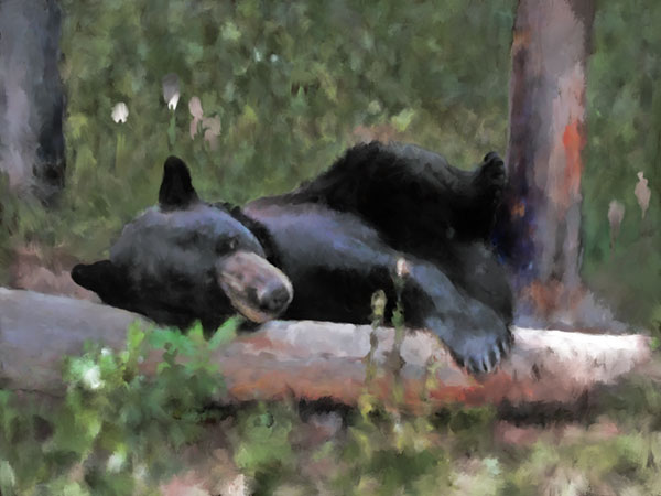 Black Bear Resting