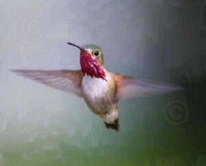 Calliope Hummingbird #1