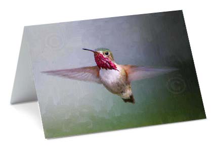 Calliope Hummingbird