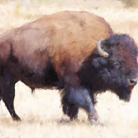 Bison