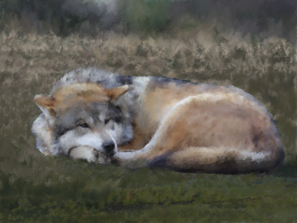 Art print of a wolf curled up asleep in the grass