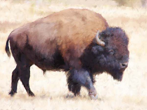 Bull Bison