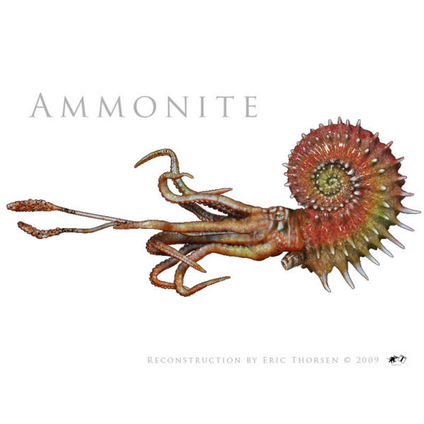 Ammonite