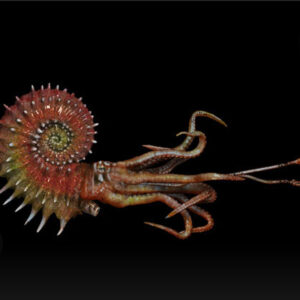 Cephalopods