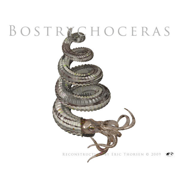 Bostrychoceras