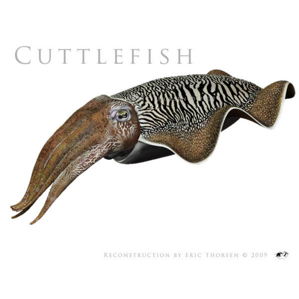 Cuttlefish