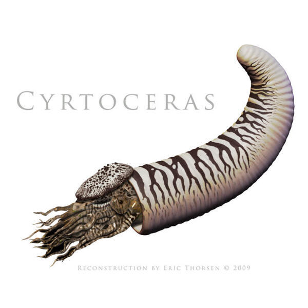 Cyrtoceras