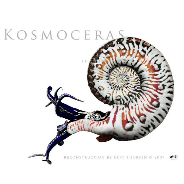 Kosmoceras
