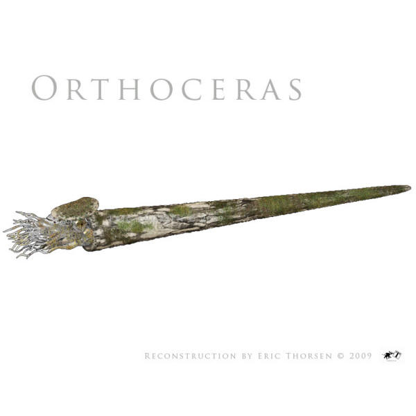 Orthoceras