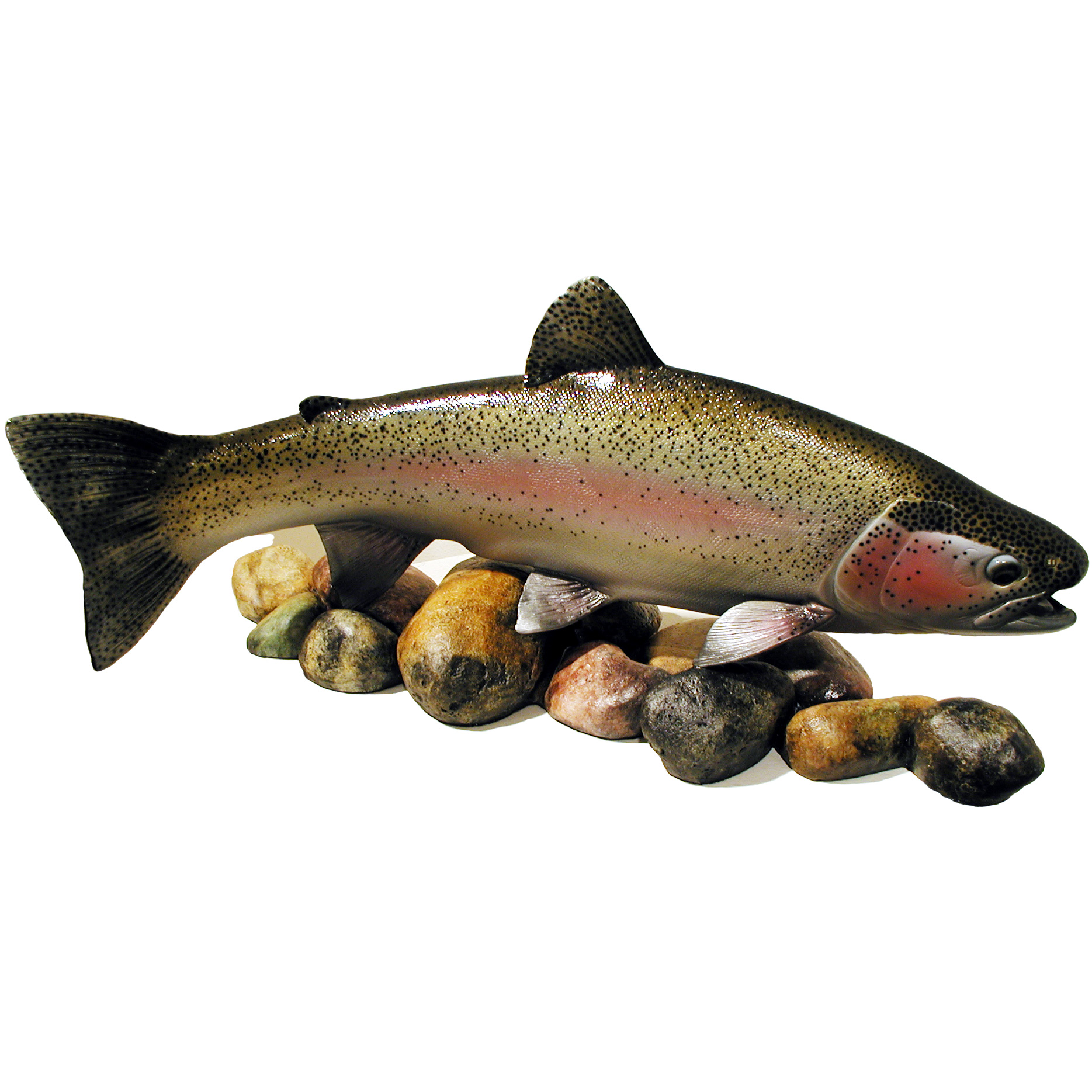24 inch Rainbow Trout on Rocks