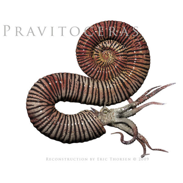 Pravitoceras
