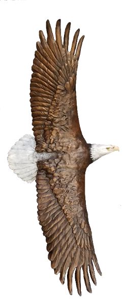 Soaring Bald Eagle