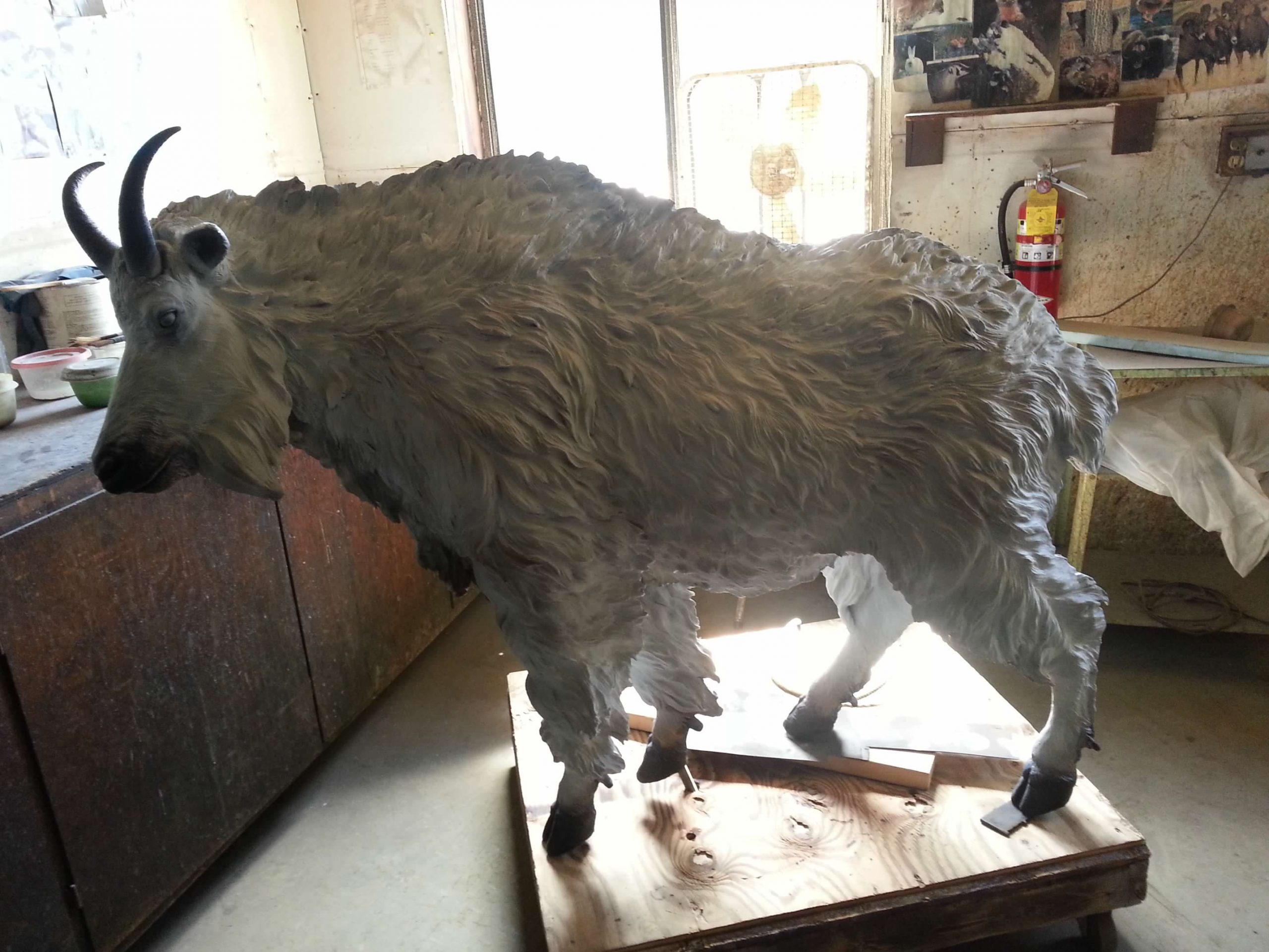 Life-size mountain goat sculpture in progress in the studio