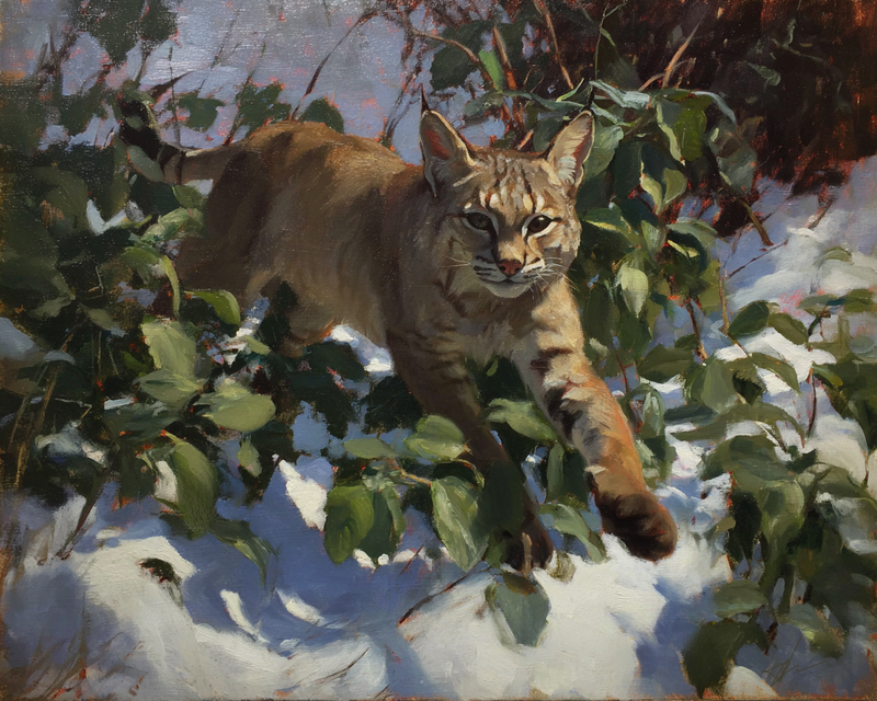 Huckleberry Leap art print of a bobcat leaping through huckleberry brush over snow by Eric Thorsen